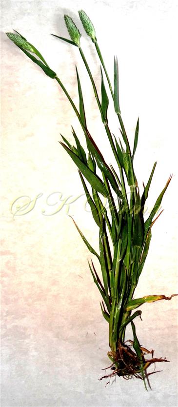   Plant